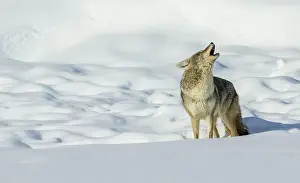 Ken Archer Prints: Coyote yelping in the wintery landscape