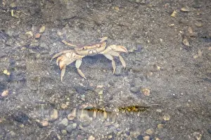 Riverbed Prints: Crab in Fresh Clear Shallow River Water During Morning
