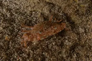 Hermit Prints: Crab in the Red Sea Colorful and beautiful, Eilat Israel