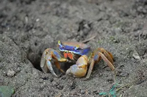 Pincers Prints: A crab searching for food in the sandy shore