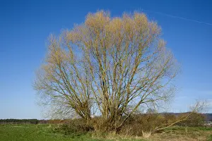 Woody Prints: crack willow (Salix fragilis), free standing willows in winter, Germany