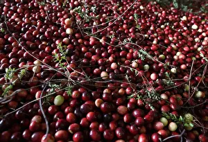 Bogs Prints: Cranberries are harvested around Warrens and Tomah, Wisconsin in October