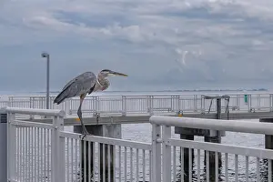 Bird Life Prints: Crane on the fishing pier at Fort De Soto Park Pinellas County Florida USA September 2024