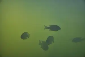 Wildlife Observation Prints: Crappie fish in large tank