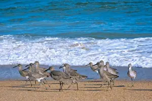 Sandpiper Prints: Crashing waves, Florida