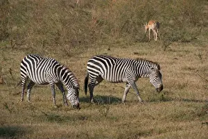 Zebras Prints: Crawshay's zebras (Equus quagga crawshayi) in South Luangwa National Park in eastern Zambia