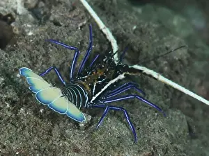 Sea Animal Prints: Crayfish with blue-green curved tail