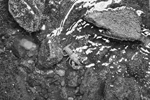 Riverbed Prints: Crayfish in a stream on gravel with stones