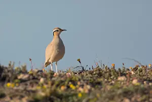 Iberia Prints: Cream-Coloured Courser (Cursorius cursor) in the desert on Fuerteventura in the sun with a blue sky