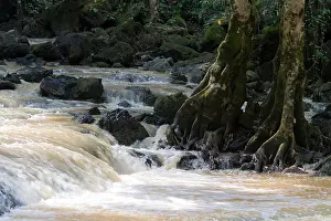 Rapids Prints: Creek bed with fast flowing water after a rain storm