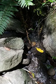 Rapids Prints: A creek in the rough terrain of the Dandenong Ranges National Park is nothing to get excited about