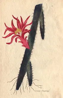 1806 Prints: Creeping cereus, Cactus flagelliformis, with vivid crimson flower