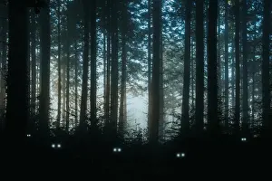 Nightmare Prints: A creepy, fantasy forest of pine trees