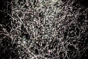 a creepy thorn bush with a lot of prickly spikes