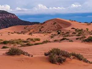 State Park Prints: Crescent dune, Coral Pink Sand Dunes State Park, Kanab, Utah