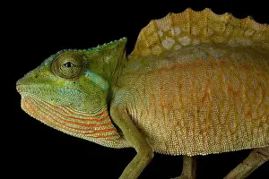 Crested chameleon (Trioceros cristatus)