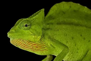 Crested chameleon (Trioceros cristatus)