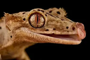 New Caledonia Prints: The Crested gecko (Correlophus ciliatus) is a very popular pet lizard species bred in a variety of colors