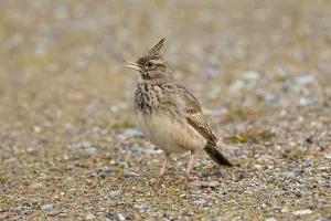 Songbirds Prints: Crested lark (Galerida cristata) male sitting on the ground, Germany