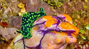 Animal Behaviour Prints: Crested Nembrotha Sea Slug, Nembrotha cristata