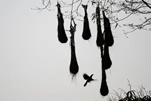 Amazon Rainforest Prints: A crested oropendola (Psarocolius decumanus) flying into the hanging nests that oropendolas are known for
