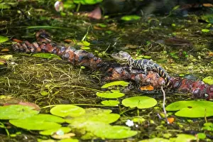 Protected Species Prints: A Crocodile at Everglades National Park, Florida, United States