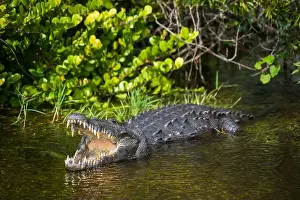 Protected Species Prints: A Crocodile at Everglades National Park, Florida, United States