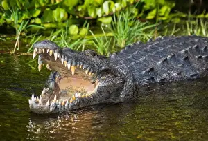 Protected Species Prints: A Crocodile at Everglades National Park, Florida, United States