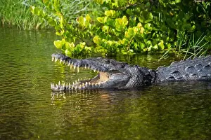 Protected Species Prints: A Crocodile at Everglades National Park, Florida, United States