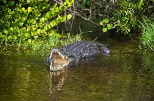 Protected Species Prints: A Crocodile at Everglades National Park, Florida, United States