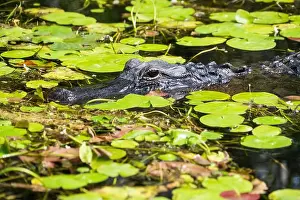 Protected Species Prints: A Crocodile at Everglades National Park, Florida, United States