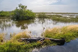 Protected Species Prints: A Crocodile at Everglades National Park, Florida, United States