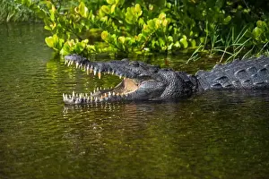 Protected Species Prints: A Crocodile at Everglades National Park, Florida, United States