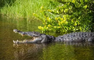 Protected Species Prints: A Crocodile at Everglades National Park, Florida, United States
