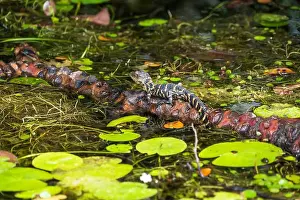 Protected Species Prints: A Crocodile at Everglades National Park, Florida, United States