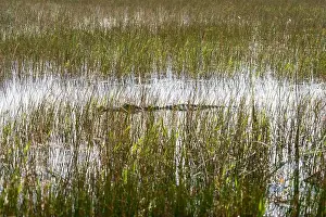 Protected Species Prints: A Crocodile at Everglades National Park, Florida, United States