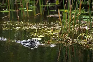 Protected Species Prints: A Crocodile at Everglades National Park, Florida, United States
