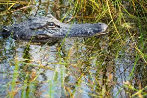 Protected Species Prints: A Crocodile at Everglades National Park, Florida, United States