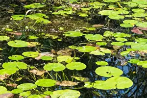 Protected Species Prints: A Crocodile at Everglades National Park, Florida, United States