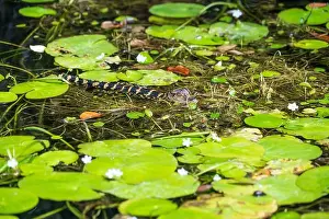 Protected Species Prints: A Crocodile at Everglades National Park, Florida, United States