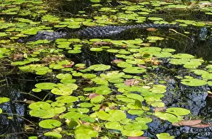Protected Species Prints: A Crocodile at Everglades National Park, Florida, United States