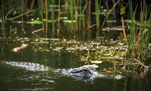Protected Species Prints: A Crocodile at Everglades National Park, Florida, United States