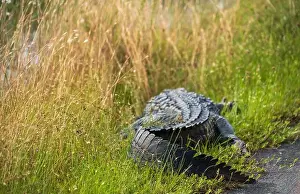 Mangroves Prints: A Crocodile at Everglades National Park, Florida, United States