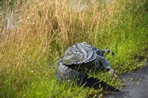 Mangroves Prints: A Crocodile at Everglades National Park, Florida, United States