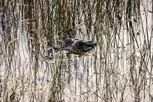 Mangroves Prints: A Crocodile at Everglades National Park, Florida, United States