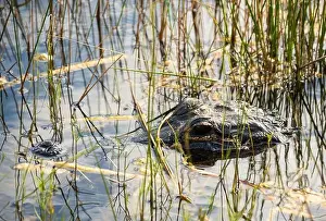 Mangroves Prints: A Crocodile at Everglades National Park, Florida, United States