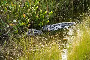 Mangroves Prints: A Crocodile at Everglades National Park, Florida, United States