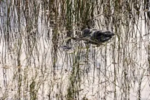 Mangroves Prints: A Crocodile at Everglades National Park, Florida, United States