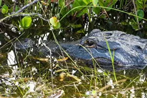 Alligator Prints: A Crocodile at Everglades National Park, Florida, United States