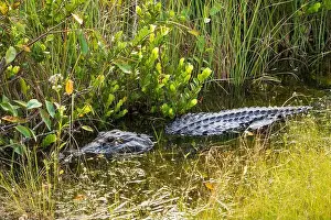 Alligator Prints: A Crocodile at Everglades National Park, Florida, United States